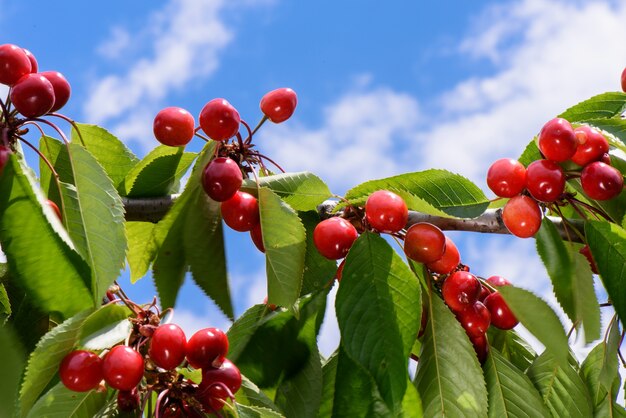 Ciliegie rosse e gialle