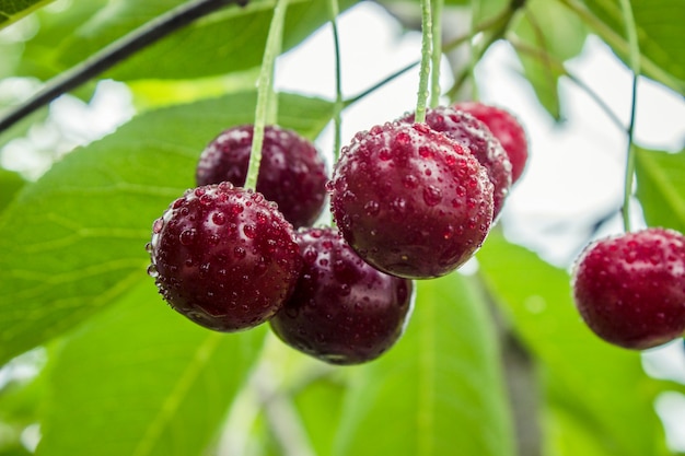 Ciliegie rosse Messa a fuoco selettiva cibo natura frutto.