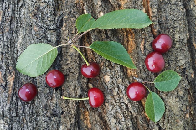 Ciliegie sulla corteccia dell'albero