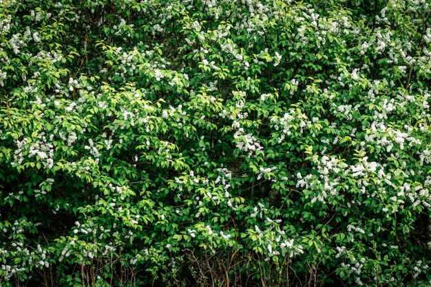 Ciliegio bianco dell'uccello che fiorisce in primavera