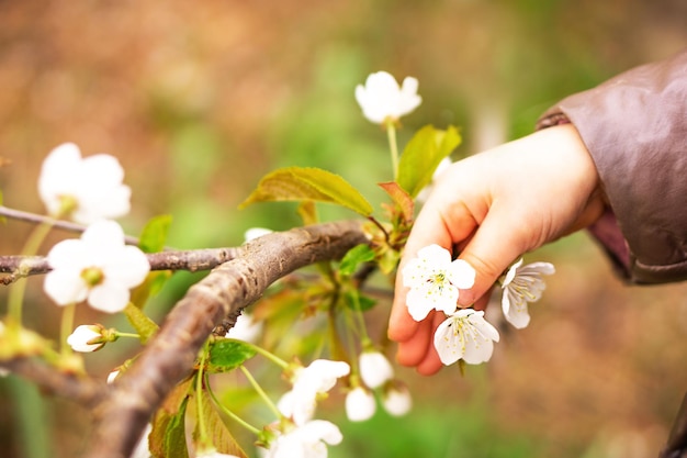 Ciliegio bianco fiore di primavera nella mano Mano del bambino che tocca i bei fiori dell'albero dei fiori