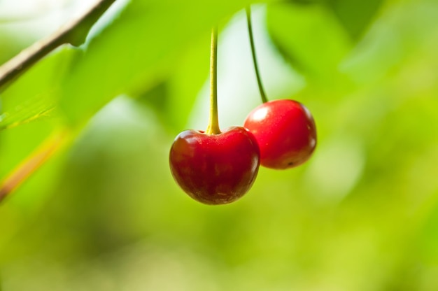 Ciliegio con frutti rossi che crescono in giardino