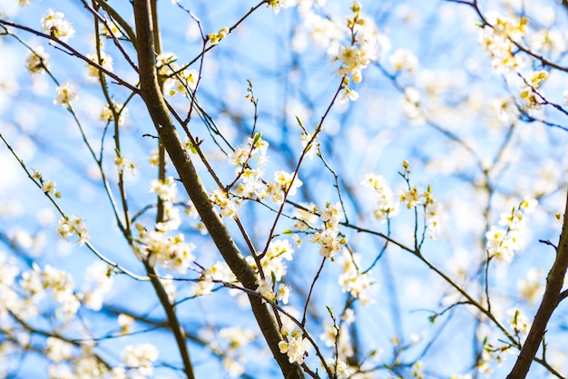 Ciliegio con i fiori bianchi, cielo blu della mela della primavera