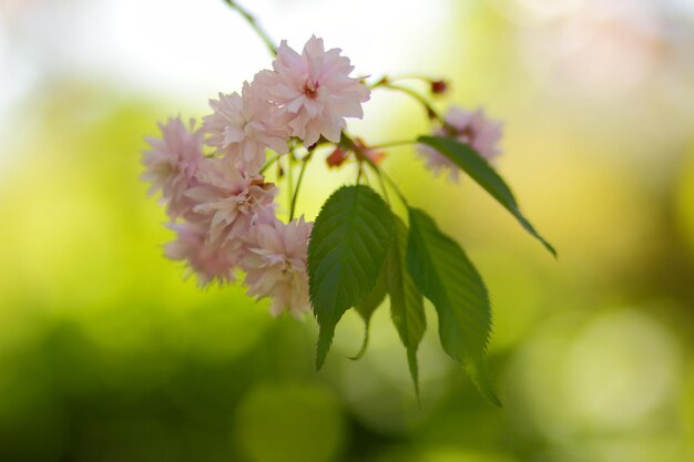 Ciliegio di Sakura in primavera in piena fioritura. Bella scena della natura primaverile con albero in fiore rosa