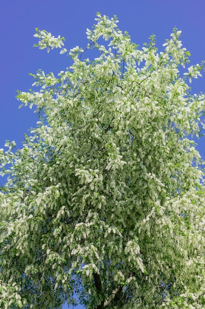 Ciliegio di uccello in fiore in primavera contro il cielo blu