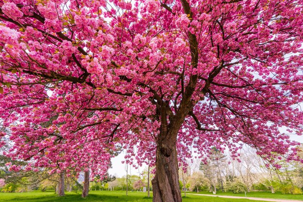 Ciliegio giapponese sakura con fiori rosa in primavera sul prato verde