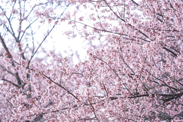 Ciliegio himalayano selvatico o Prenus Cerasoides chiamato quotNang Phaya Suar Klongquot tree il fiore rosa sboccia in piena fioritura su tutto l'albero sembra un sakura Thailandia
