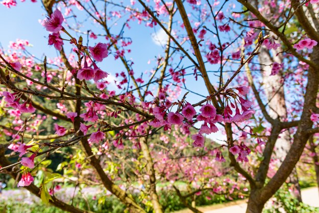 Ciliegio himalayano selvatico rosa di Prunus Cerasoides .NEF