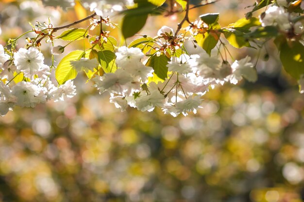 Ciliegio in fiore al sole Fiori rosa sakura su sfondo sfocato Mattina soleggiata in un giardino fiorito Copia spazio