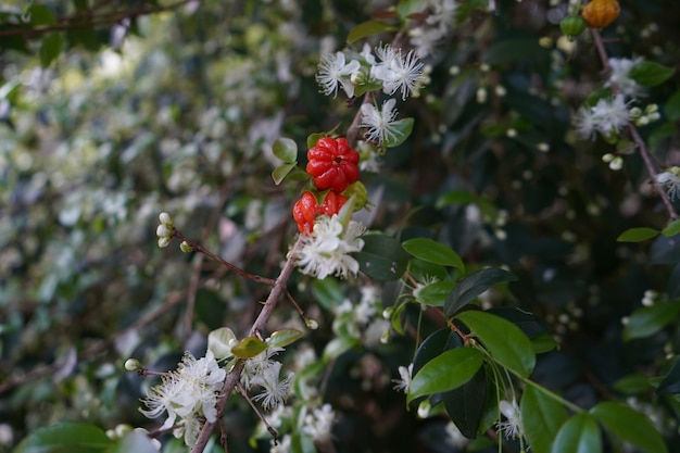 Ciliegio in fiore con ciliegi pendenti