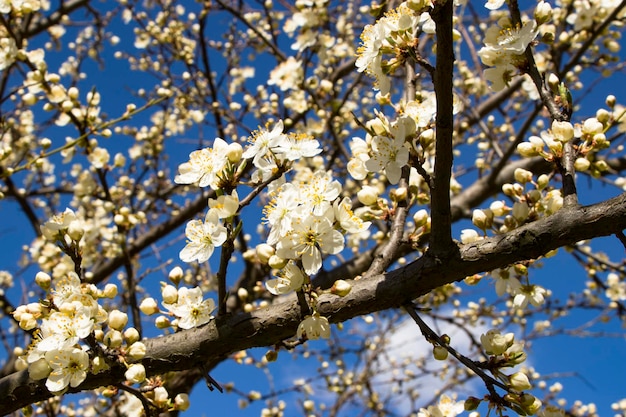 Ciliegio in fiore con uno sfondo sfocato Primavera