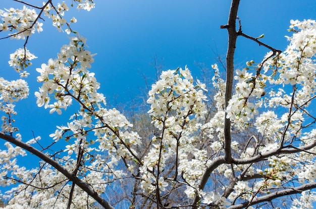 Ciliegio in fiore contro un cielo blu Fiori di ciliegio Sfondo di primavera