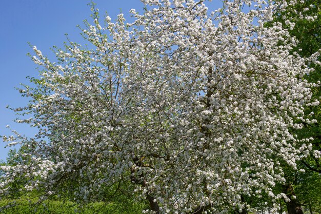 ciliegio in fiore in primavera contro un cielo blu