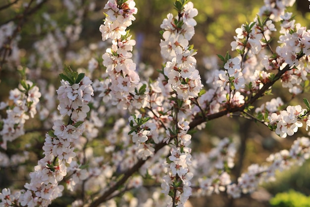 Ciliegio in fiore in primavera in una giornata di sole nel giardino esterno