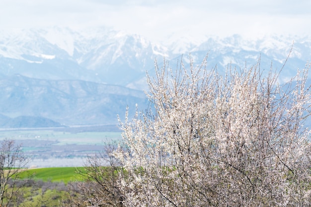 Ciliegio in fiore in primavera