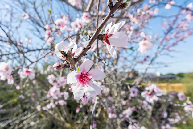 Ciliegio in fiore in primavera