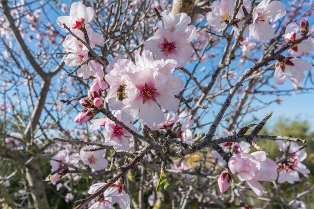 Ciliegio in fiore in primavera