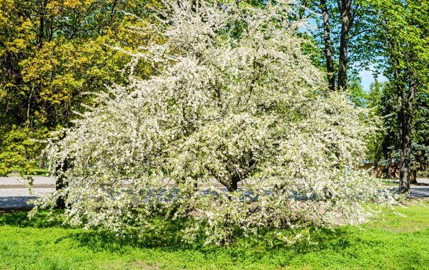 Ciliegio in fiore in un parco in primavera