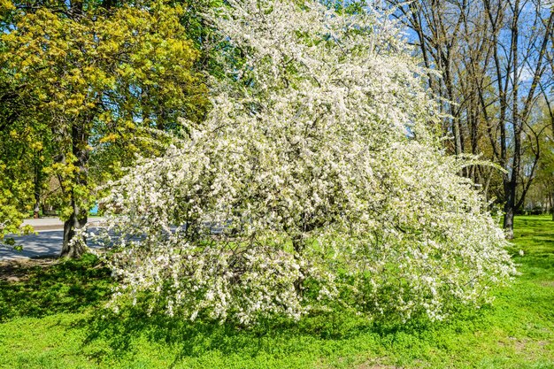 Ciliegio in fiore in un parco in primavera