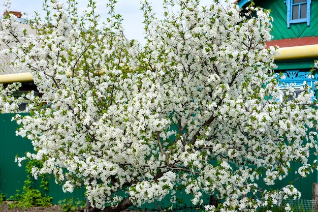 Ciliegio in fiore. Primavera.