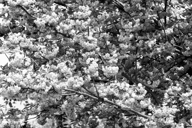 Ciliegio in fiore rosa in una giornata di sole Sakura fiori che sbocciano in primavera Natura bellezza ambiente Sakura stagione di fioritura concetto Rinnovamento rinascita nuova vita risveglio