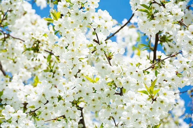 Ciliegio in fiore Sfondo della fioritura primaverile