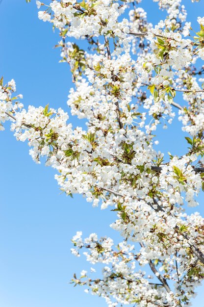 Ciliegio in fiore su uno sfondo di cielo blu