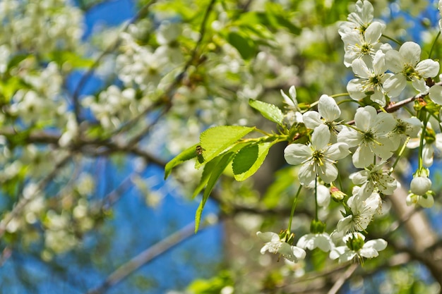 Ciliegio in fiore su uno sfondo di cielo