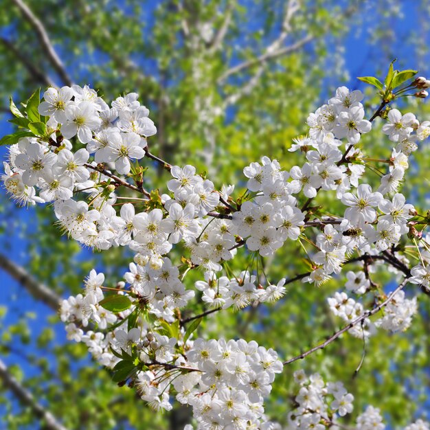 Ciliegio in fiore sullo sfondo di fogliame verde e cielo blu