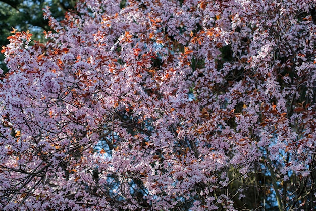 Ciliegio in fiore