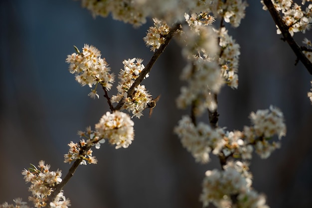 Ciliegio in fiore