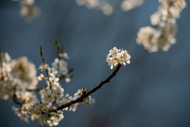 Ciliegio in fiore