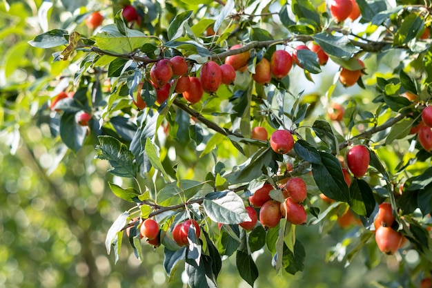 Ciliegio Susino (Prunus cerasifere Ehrh.) che produce molti frutti a fine estate