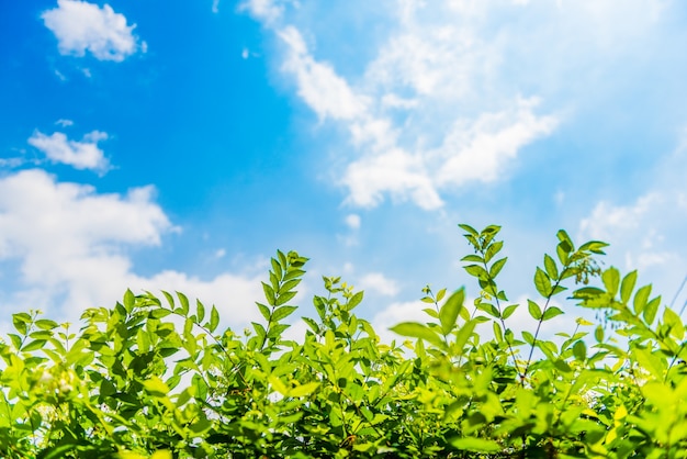 Cima d&#39;albero verde della foglia bella naturale su un fondo della nuvola lanuginosa bianca del cielo blu