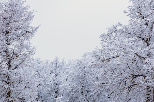 Cima del paesaggio forestale invernale ghiacciato con tempo nuvoloso con luce soffusa