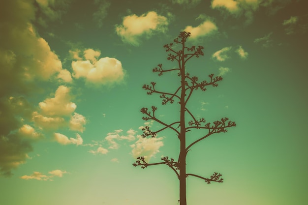 Cima dell'agave americana contro un cielo al tramonto