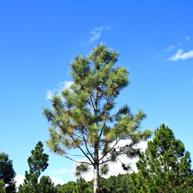 cima dell&#39;albero