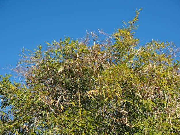 Cime degli alberi di bambù