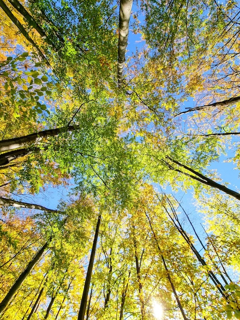 Cime degli alberi in autunno nella foresta Cime degli alberi nella foresta in autunno Cime degli alberi nella foresta in autunno Autunno