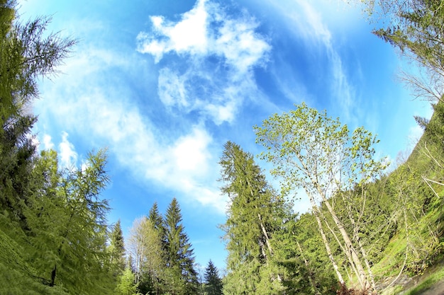 Cime degli alberi nella foresta di montagna