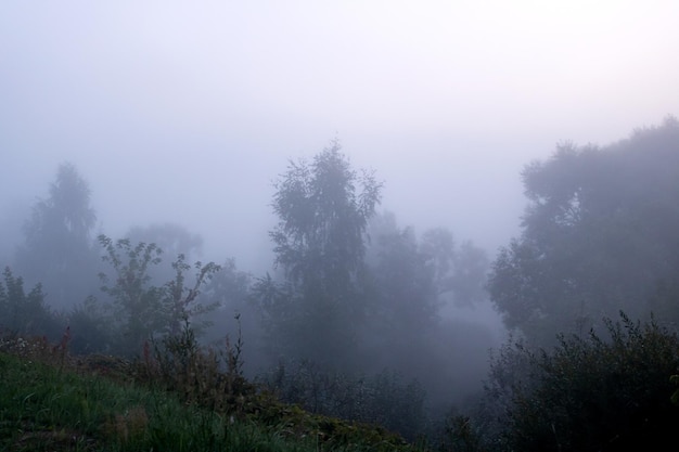 Cime degli alberi nella nebbia all'alba