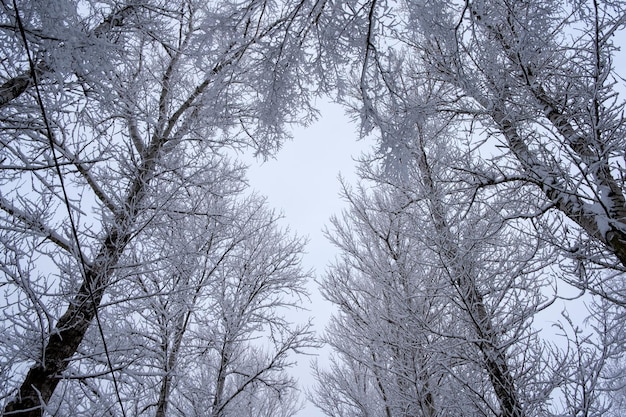 Cime degli alberi sotto la neve. Vista dal basso. Fantastico sfondo invernale con spazio per la copia.