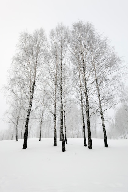 Cime degli alberi stagione invernale