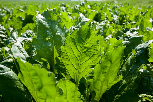 Cime di barbabietola per la produzione di zucchero