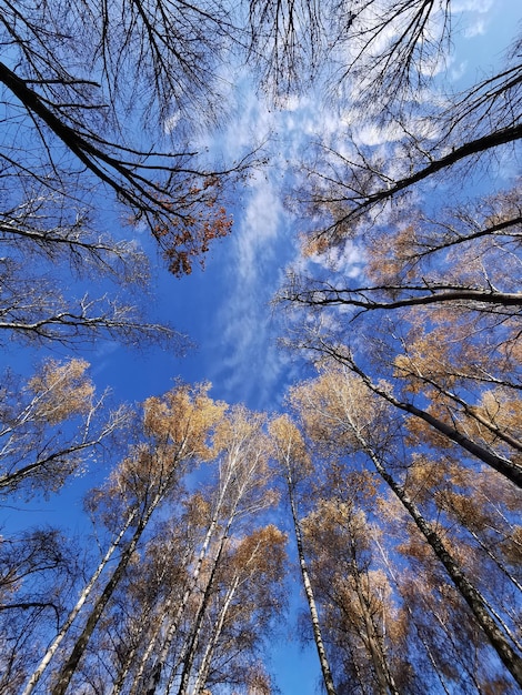 Cime di betulle nella foresta di betulle Foto di alberi contro un cielo blu