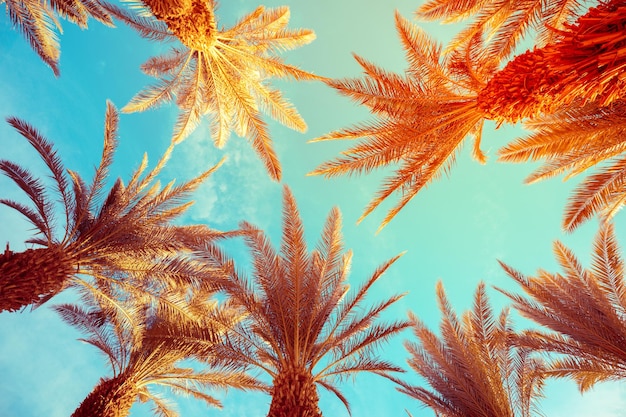 Cime di palme contro il cielo blu Sfondo di natura tropicale Palme vista dal basso