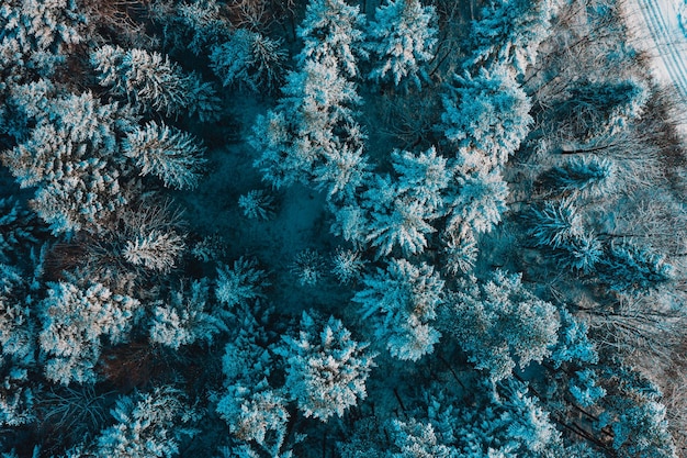 Cime di pini innevati in una gelida mattina nei Carpazi Snowy evergreen foresta selvaggia nuova foresta vista da un'altezza