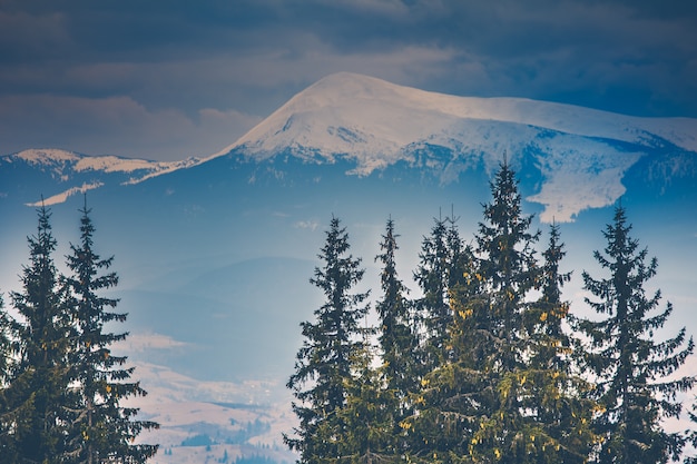 Cime innevate e pini