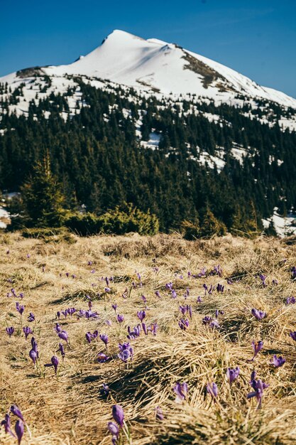 Cime innevate in montagna, fiori viola, primavera. Foto di alta qualità