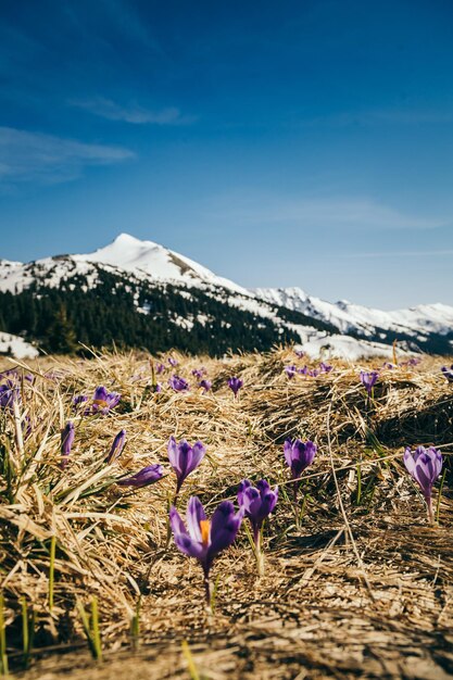 Cime innevate in montagna fiori viola primavera